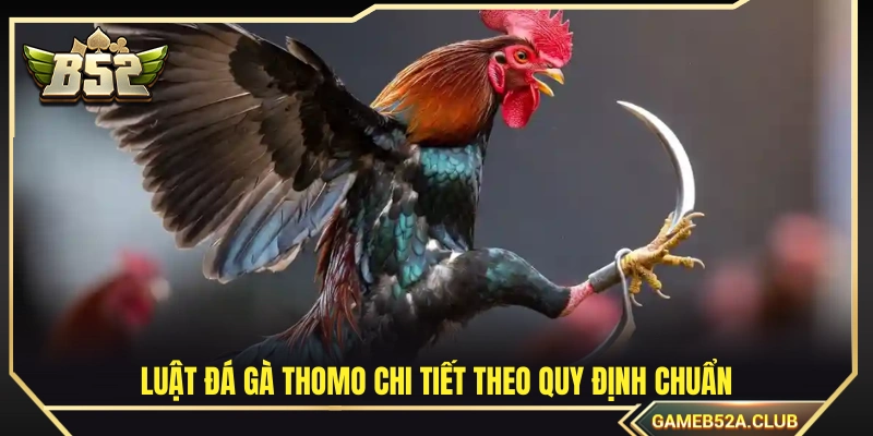 Cập nhật luật đá gà Thomo mới nhất
